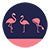 Flamingos